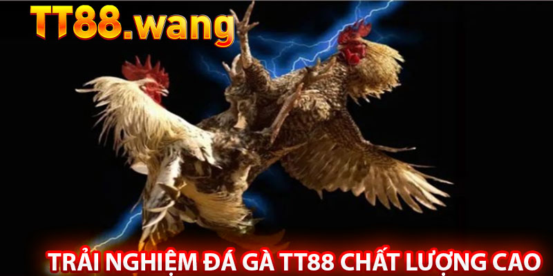 Đá Gà TT88 – Trải Nghiệm Cá Cược Đỉnh Cao - Kịch Tính 1 Trải Nghiệm Đá Gà TT88 Chất Lượng Cao